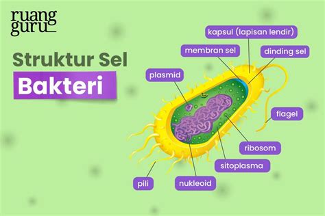 Struktur Bakteri dan Cara Reproduksinya | Biologi Kelas 10