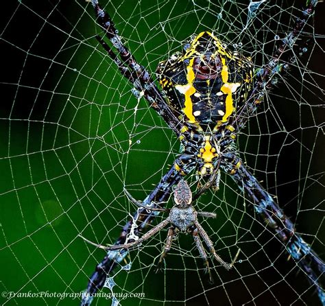 Smiley Face Spider with side kick UR2A4753-2 - ViewBug.com