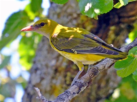 Eurasian Golden Oriole - eBird Japan