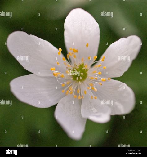 Wood Anemone Stock Photo - Alamy