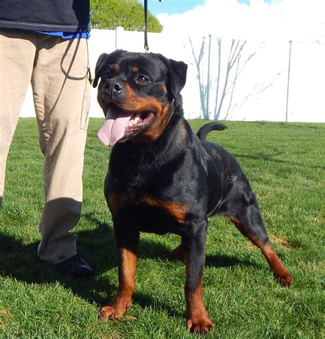 Australian Kelpie vs Rottweiler - Breed Comparison