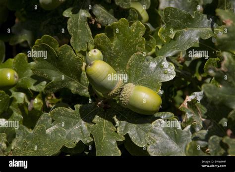 acorns of Sessile Oak Stock Photo, Royalty Free Image: 33139387 - Alamy