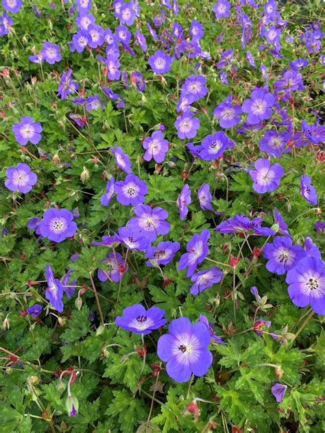 Geranium Rozanne = 'Gerwat' - The Beth Chatto Gardens