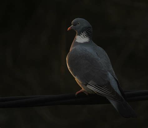 Spring migration is now earlier in European and North American birds