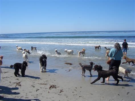 On The Beach! Poodle Day in Carmel, CA 10-05-13 | Dog friendly ...