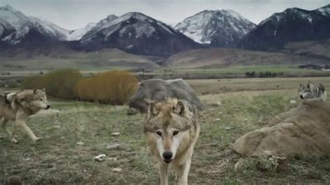 Blue Buffalo BLUE Wilderness TV Commercial, 'Feed the Wolf: Earn ...