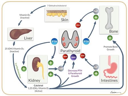 Tertiary Hyperparathyroidism | Dr. Larian