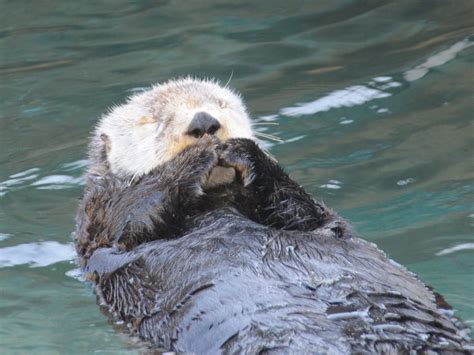 The Online Zoo - Sea Otter