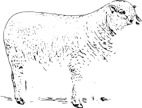 SVG > mammal animal zoology sheep - Free SVG Image & Icon. | SVG Silh