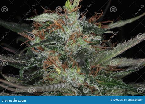 Indoor Growing Marijuana Flower Blooming Medical Cannabis Plant Stock ...