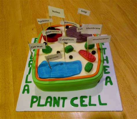 10 Stylish 3D Plant Cell Model Ideas 2024