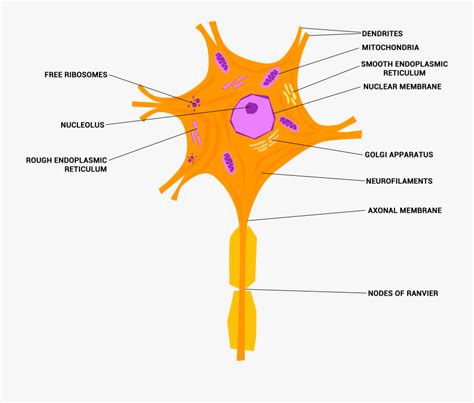 Structure Of Nerve Cell