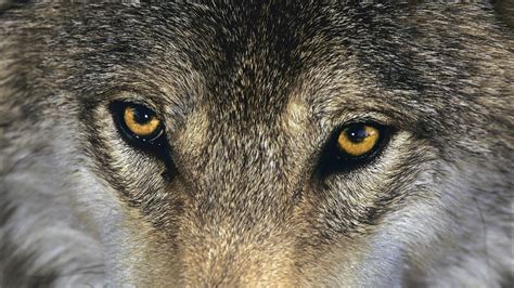 European Grey Wolf HD desktop wallpaper : Widescreen : High Definition ...