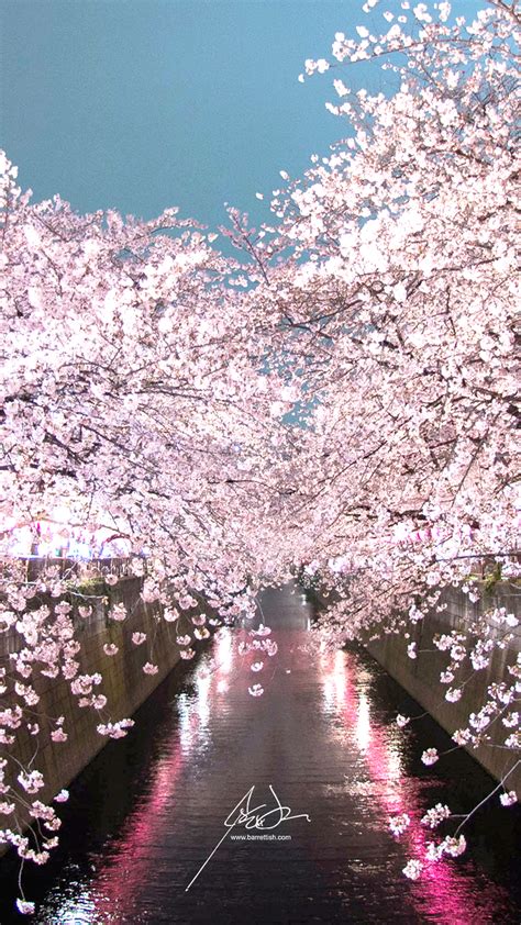 Japan’s Cherry Blossom Wallpapers – Barrett Ishida – Medium