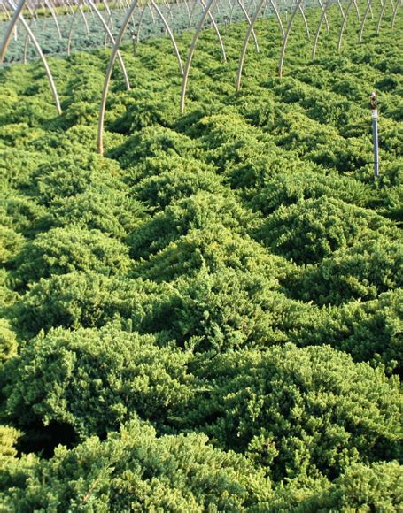 Juniperus procumbens ‘Nana’ - Moon Nurseries