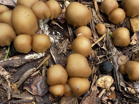 Psilocybe Mushrooms in March 2023 by william mclenachan · iNaturalist