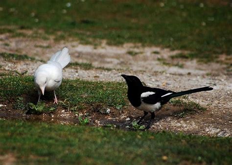 Albino Magpie | Albino animals, Animals, Melanistic animals