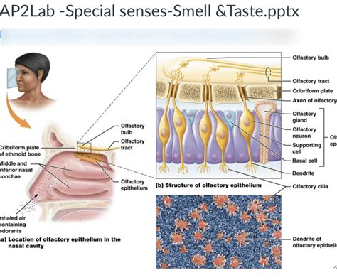 Special Senses Diagram | Quizlet