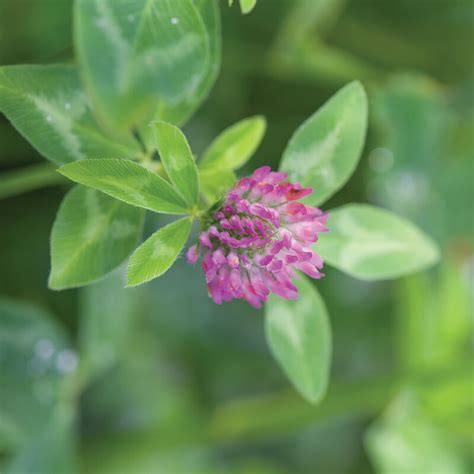 Medium Red Clover - Organic Cover Crop Seed | Johnny's Selected Seeds