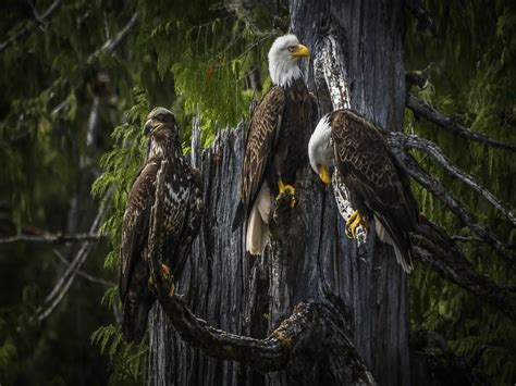 Bald Eagle Nesting - How Big the Size of Bald Eagle Nesting Is [Here Are the Facts] - Animals ...