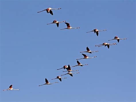 Understanding Flamingo Flight: The Elegance and… | Birdfact