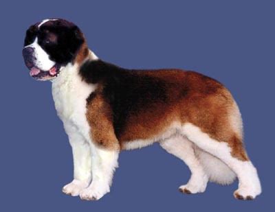 Saint Bernard Grooming