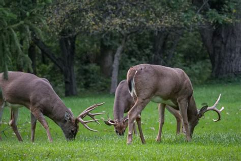 Deer Feeding Times, Figuring Out Whitetail Eating Habits