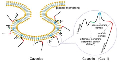 Cancers | Free Full-Text | Multifaceted Roles of Caveolin-1 in Lung Cancer: A New Investigation ...