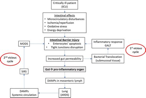 Pathophysiology of gut-origin sepsis and multiple organ dysfunction ...