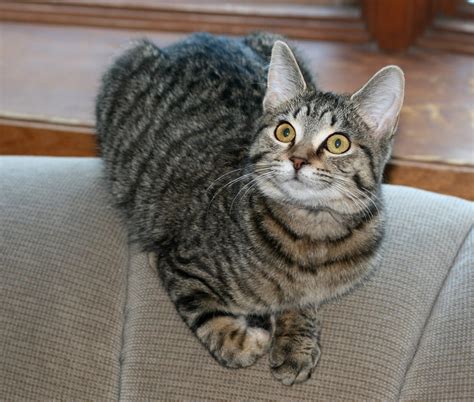 Tabby Cat Breed - Cat Lover | Cat Training