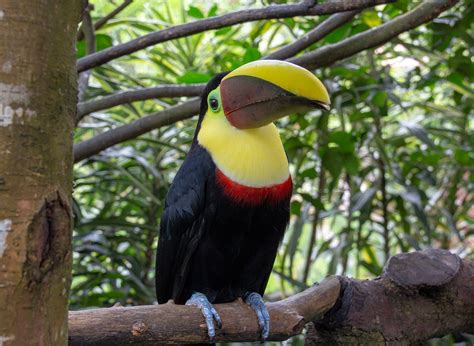 Listado de la fauna de costa rica, terrestre y marina. Una lista completa