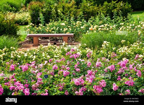 Savill garden rose hi-res stock photography and images - Alamy