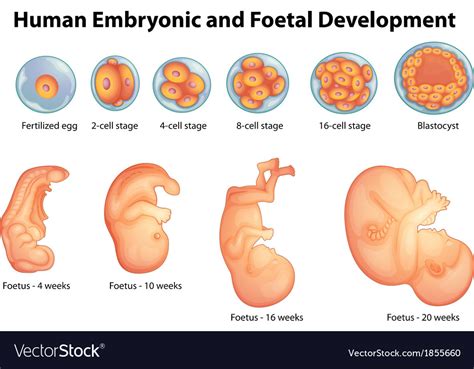 Stages in human embryonic development Royalty Free Vector