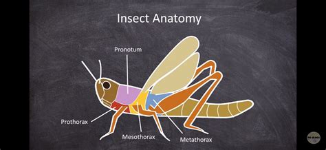 Insect Anatomy, Thorax, Arthropods, Entomology, Insects