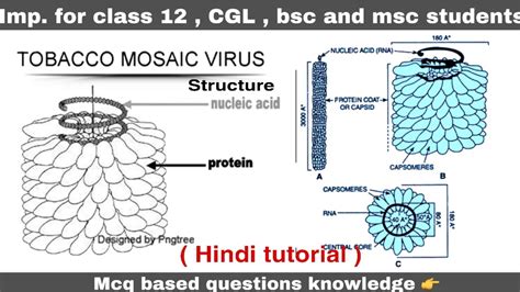 Structure of tobacco mosaic virus ( TMV virus ) ll biology ll - YouTube