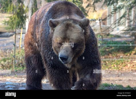 grizzly bear are very large animals which are threatened from trophy hunting and habitat loss ...