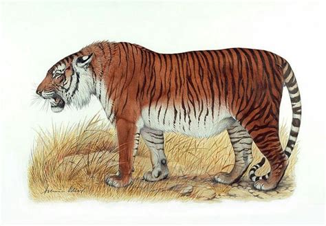 Caspian tiger | Caspian tiger, Tiger species, Extinct tigers