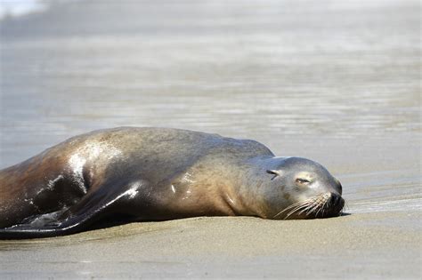 California: Thousands of sea lions starving to death as population boom ...