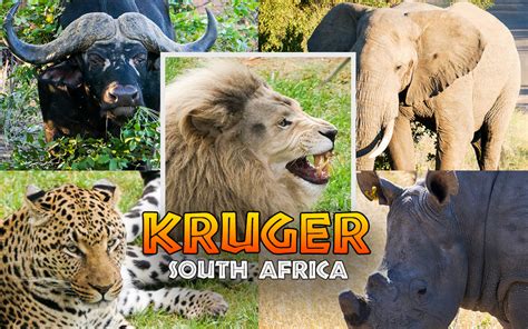 Guide to Game Driving in Kruger National Park, South Africa