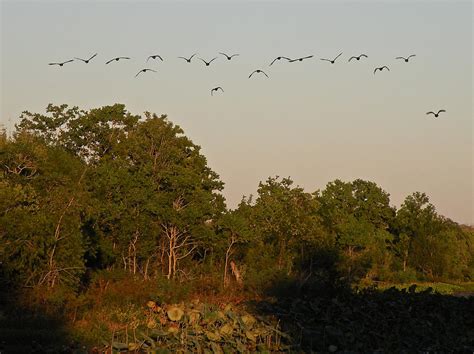 Brazos Bend State Park Photograph by Lindy Pollard - Pixels