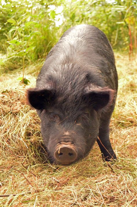 3 reasons we love the guinea hog | Simple Pastured Meats