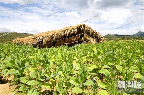 Dominican Republic - Centre - The Cibao Valley - tobacco - Santiago ...