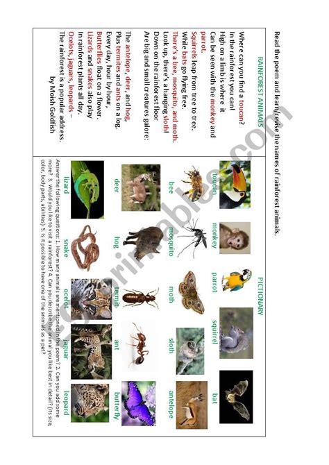 RAINFOREST ANIMALS - ESL worksheet by korova-daisy