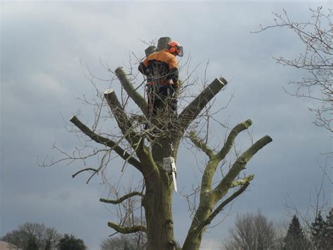 Tree Pollarding - Ludlow Tree Company