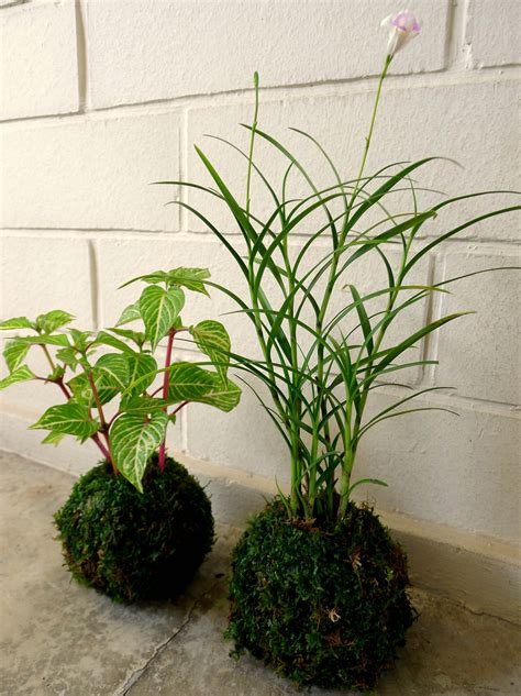 Kokedama Moss Ball Plant Table Top Style, 50% OFF