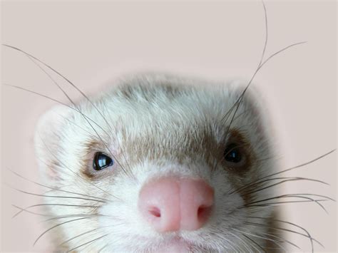 Cute Ferret HD desktop wallpaper : Widescreen : High Definition : Fullscreen