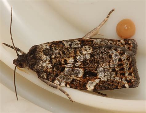 Spruce Budworm Pupae and Moth | The Backyard Arthropod Project