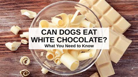 Can Dogs Eat White Chocolate? What You Need To Know