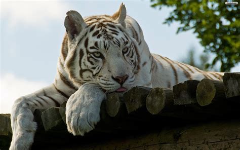 🔥 [72+] White Tiger Wallpapers Free | WallpaperSafari