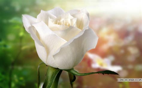 White Rose Wallpapers - Wallpaper Cave